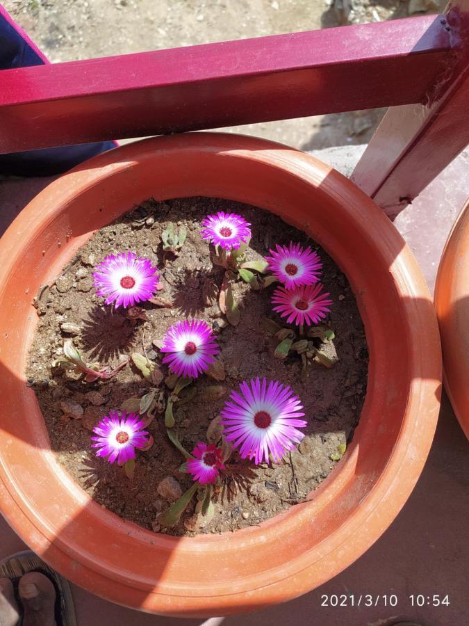 MangalMurti Himalyan Homestay Kasardevi Binsar Road Hawalbagh Dış mekan fotoğraf